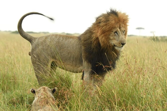 Nairobi National park private day tour - Nairobi National Park, safari country beside the city