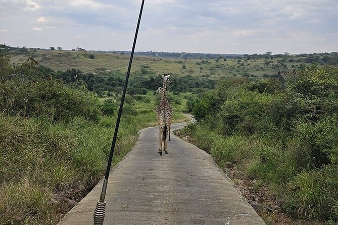 Nairobi National Park Private Half Day Tour with Pick up - Key points at a glance