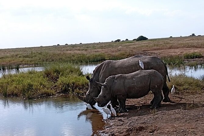 Nairobi National Park Private Half Day Tour with Pick up - What happens during the five-hour game drive
