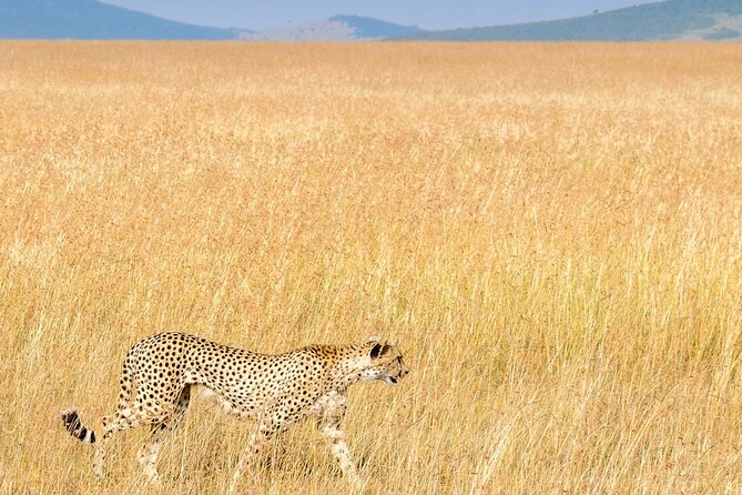 Nairobi National Park Private Half Day Tour with Pick up - The skyline is part of the scenery