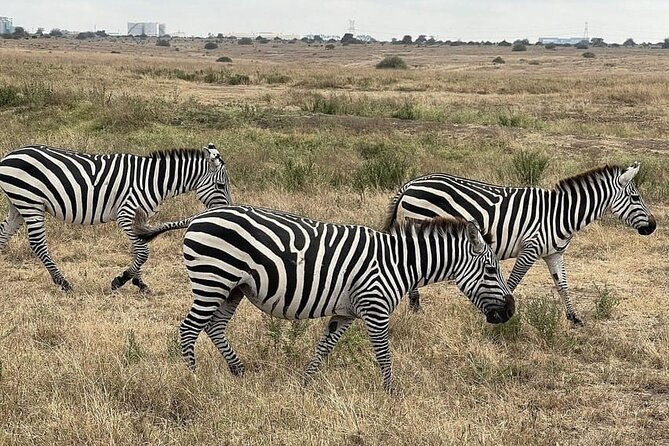 Nairobi National Park Private Half Day Tour with Pick up - Pickup, timing, and what to plan for