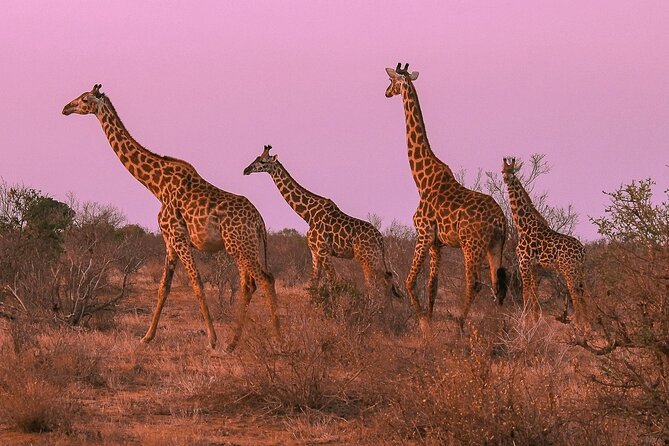 Nairobi National Park Private Half Day Tour with Pick up - The value of the guide
