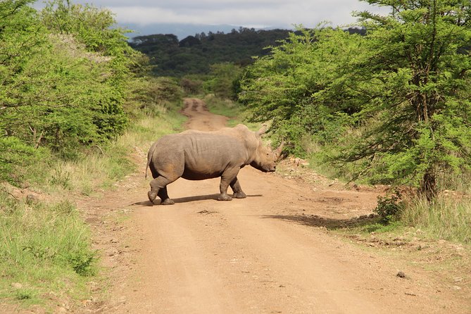 Nairobi National Park Private Safari - Nairobi National Park, a safari beside the city