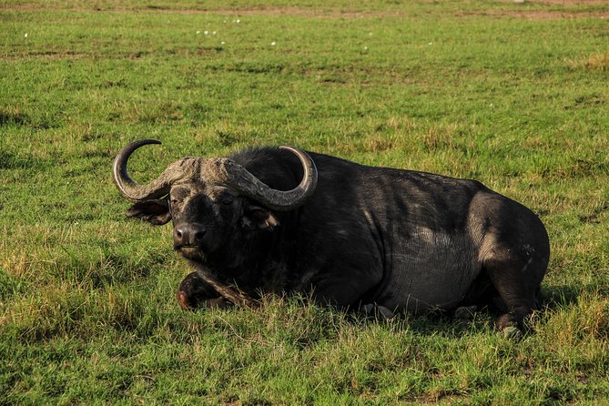 Nairobi National Park Private Safari - What the $200 price really covers