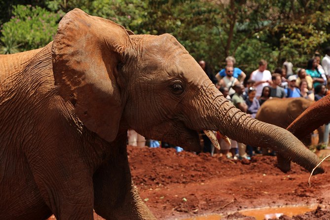 Nairobi National Park Private Safari - Who will get the most from this day