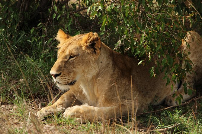 Nairobi National Park Private Safari - Should you book the Nairobi private safari?