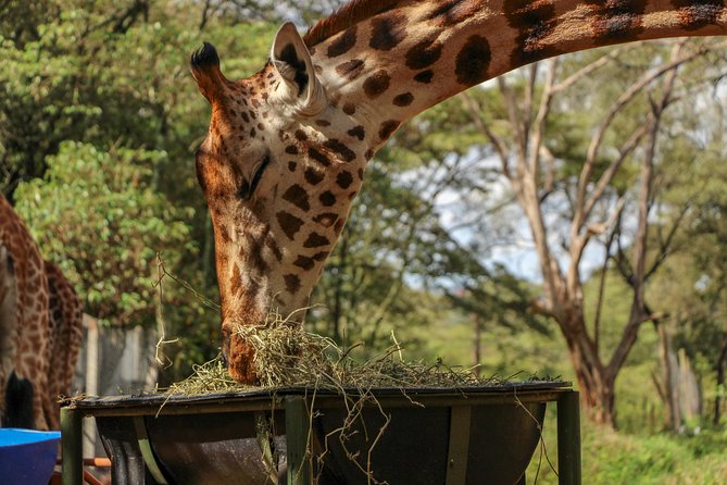 Nairobi National Park Private Safari - A private vehicle changes the pace