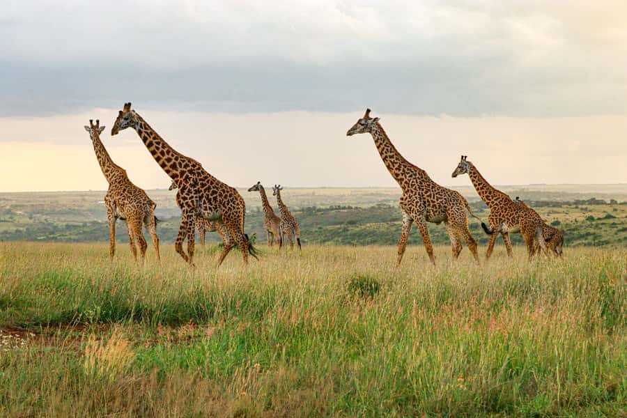 Nairobi: National Park Private Tour in 4X4 Jeep - Key points to know before booking