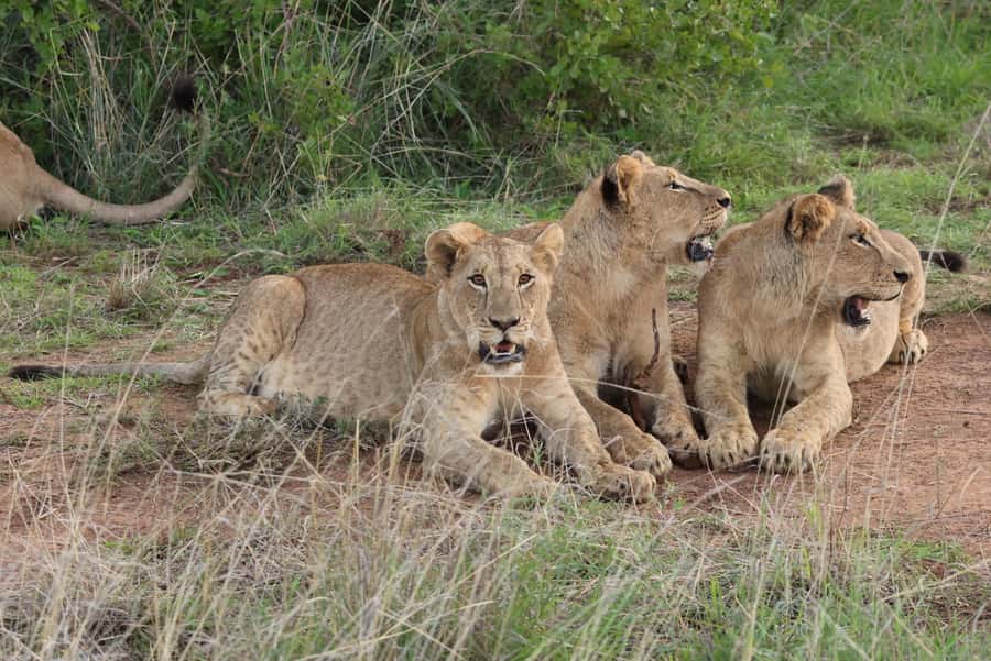 Nairobi: National Park Private Tour in 4X4 Jeep - Why Nairobi National Park works so well in a half-day