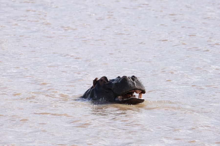 Nairobi: National Park Private Tour in 4X4 Jeep - What the guide adds to the day