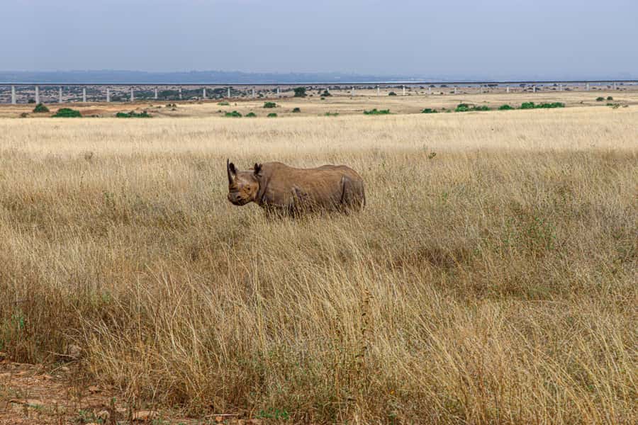 Nairobi: National Park Private Tour in 4X4 Jeep - Lunch, hotel return, and the optional Giraffe Centre