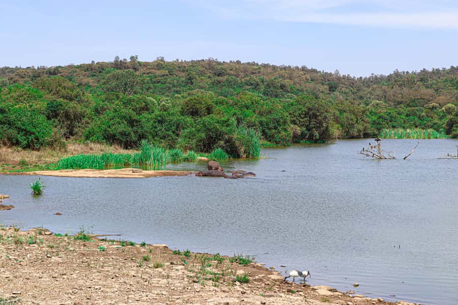 Nairobi: National Park Private Tour in 4X4 Jeep - Is $110 good value?