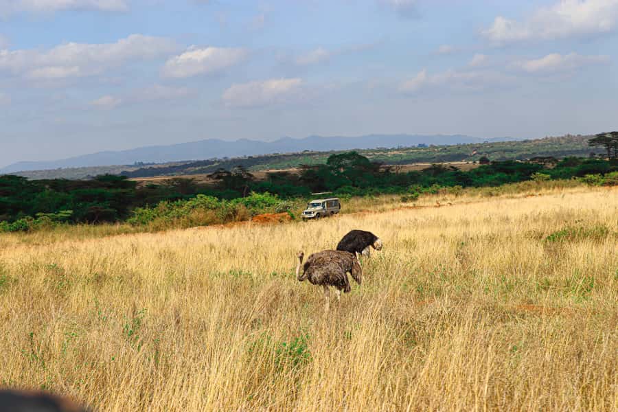 Nairobi: National Park Private Tour in 4X4 Jeep - Who should book this Nairobi safari?