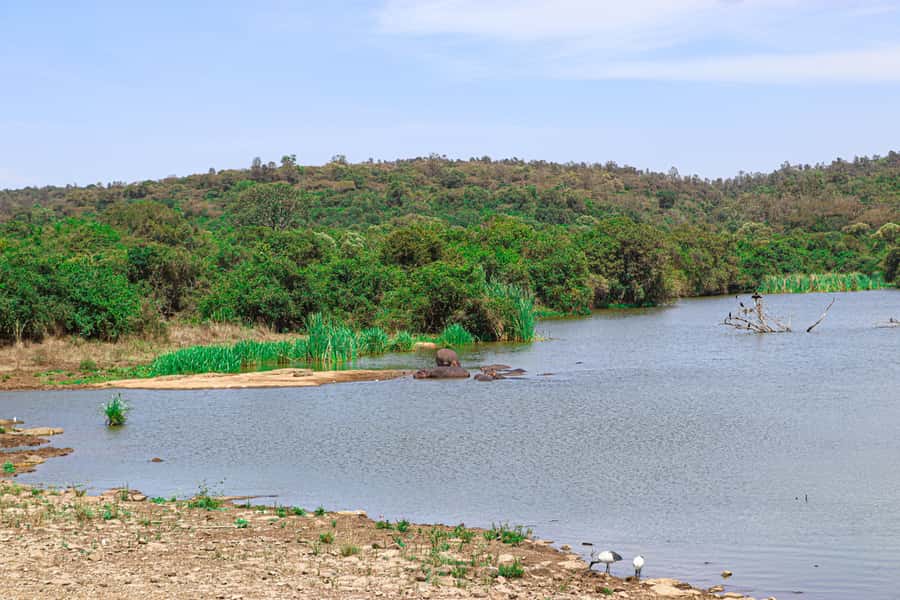 Nairobi: National Park Private Tour in 4X4 Jeep - Should you book it?