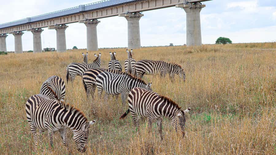 Nairobi: National Park Private Tour in 4X4 Jeep - Hotel pickup and the early 4X4 ride