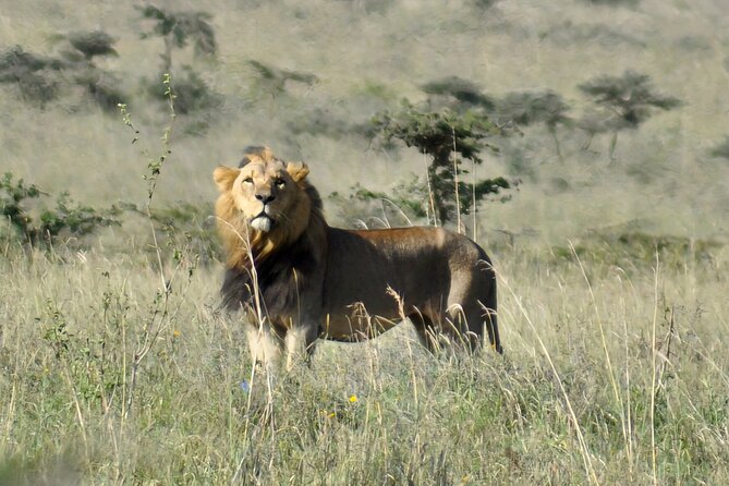 Nairobi National Park Private Tour (Morning/Afternoon Options) - The Four-Hour Game Drive