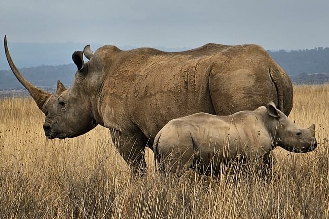 Nairobi National Park Private Tour (Morning/Afternoon Options) - Pickup, Vehicle Comfort, and What to Bring