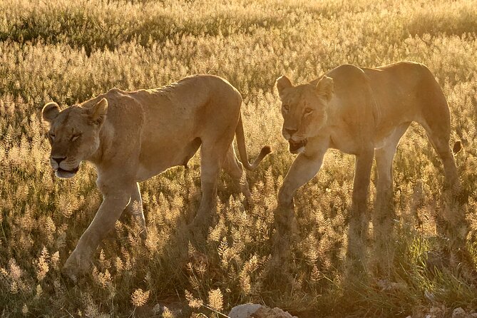 Nairobi National Park Private Tour (Morning/Afternoon Options) - Making a Layover Safari Work