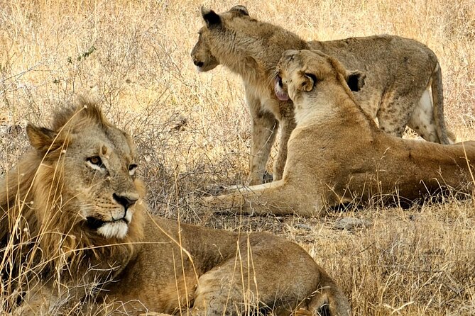 Nairobi National Park Private Tour (Morning/Afternoon Options) - Who Will Get the Most from This Safari?