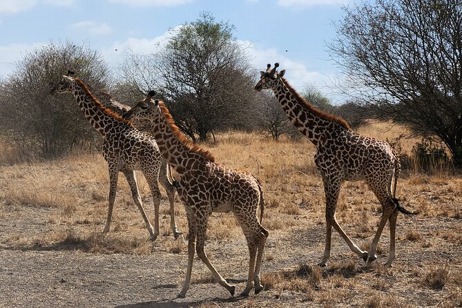 Nairobi National Park Private Tour (Morning/Afternoon Options) - Booking Details to Handle Before You Go