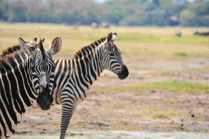 Nairobi National Park Safari - Why Nairobi National Park is such a smart first safari