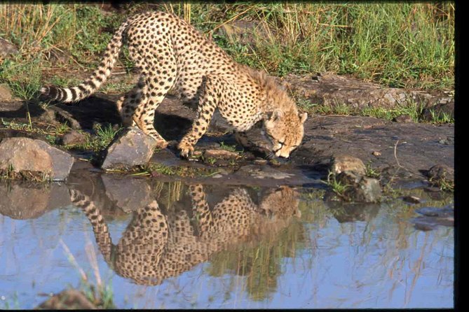 Nairobi National Park Safari - Choosing morning or afternoon