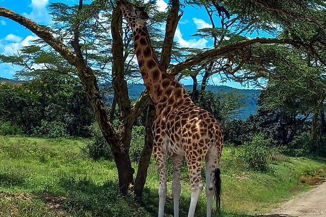 Nairobi National Park Safari With a Visit to Giraffe Center. - What you may see on the game drive