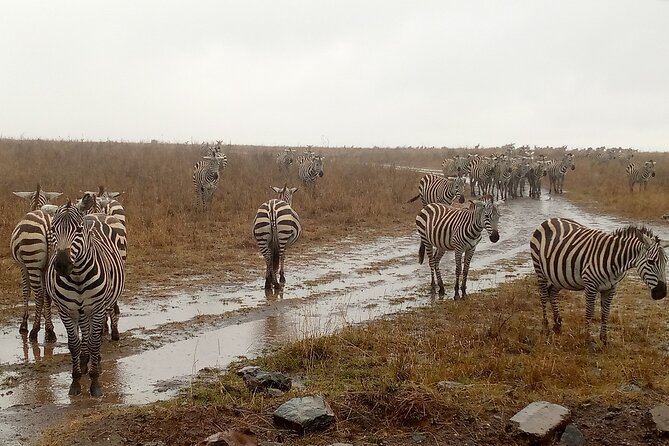 Nairobi National Park Safari With a Visit to Giraffe Center. - A short stop before the Giraffe Centre