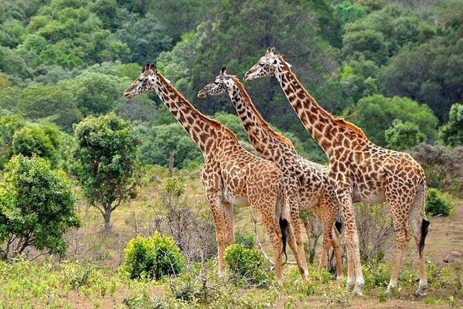 Nairobi National Park Safari With a Visit to Giraffe Center. - What the $80 price really covers