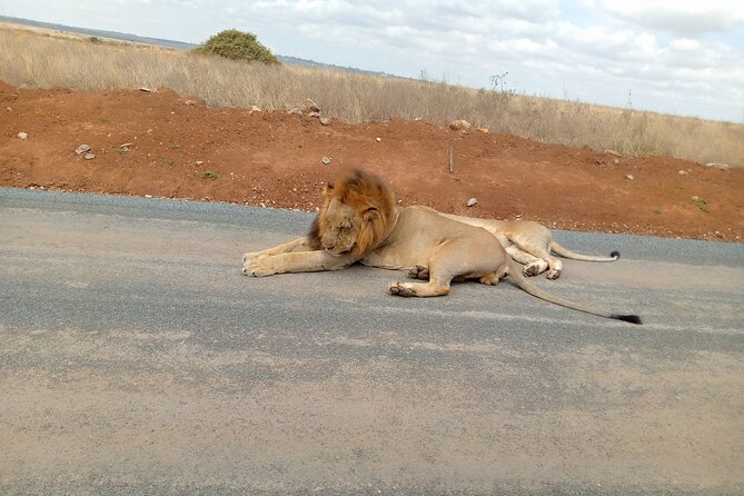 Nairobi National Park Safari With a Visit to Giraffe Center. - Who will get the most from this morning