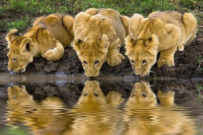 Nairobi National Park Safari With a Visit to Giraffe Center. - Booking, timing, and cancellation details