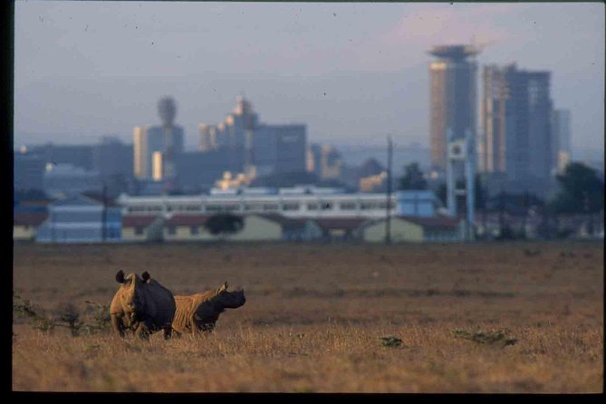 Nairobi National Park Safari - What the half-day drive is really like