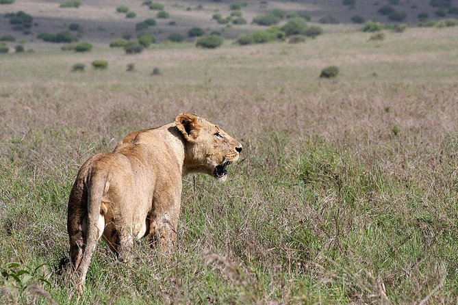 Nairobi National Park, Sheldrick Elephant, Giraffe Centre Tour - What the $50 price really buys