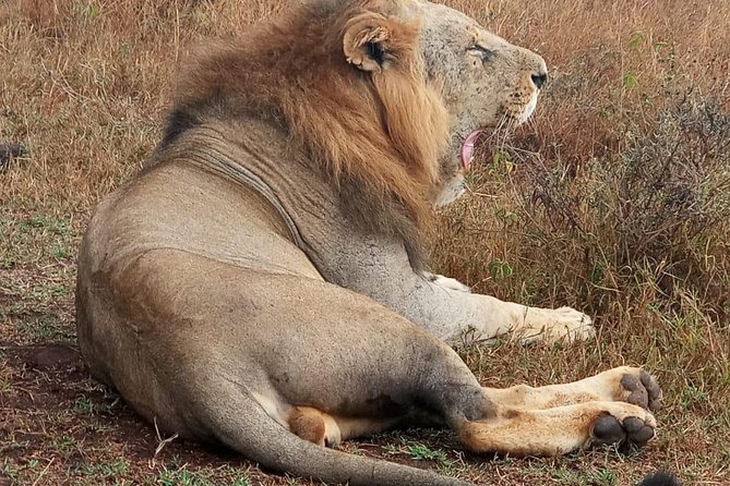 Nairobi National Park, Sheldrick Elephant, Giraffe Centre Tour - Timing, lunch, and what to bring