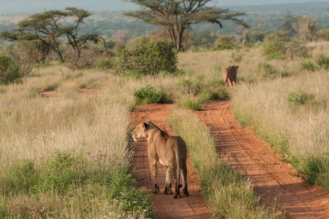 Nairobi National Park, Sheldrick Elephant, Giraffe Centre Tour - Who should book this Nairobi wildlife day?