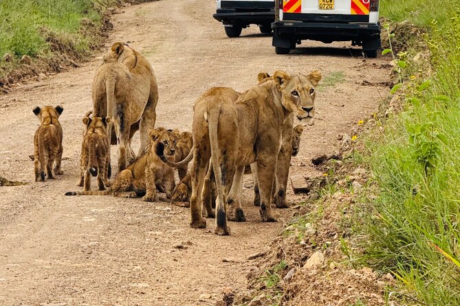 Nairobi National Park Sheldrick & Giraffe Centre Day Trip - Key points to know before booking