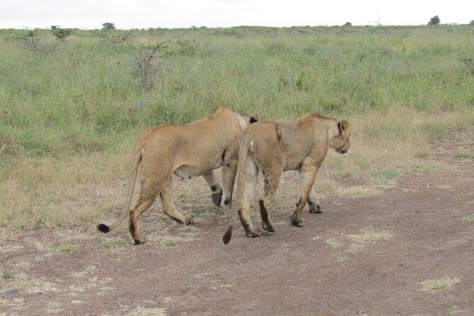 Nairobi National Park Sheldrick & Giraffe Centre Day Trip - What this Nairobi day trip is really offering