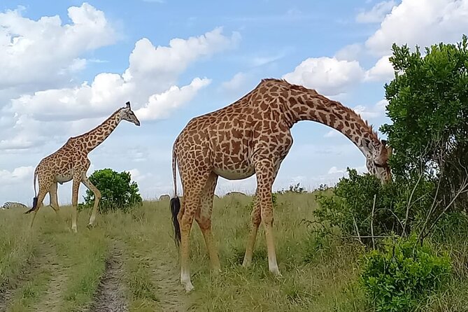 Nairobi National park sun rise game drive with pickup & drop-off - The drive through Nairobi National Park
