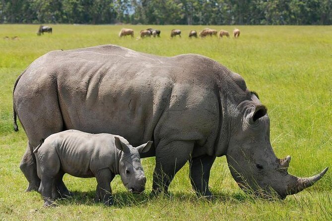 Nairobi National park sun rise game drive with pickup & drop-off - A useful option for airport layovers