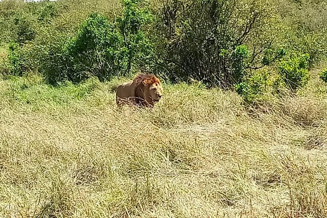 Nairobi National park sun rise game drive with pickup & drop-off - The vehicle and comfort question