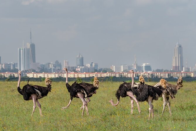 Nairobi National park sun rise game drive with pickup & drop-off - Who should book this sunrise drive?