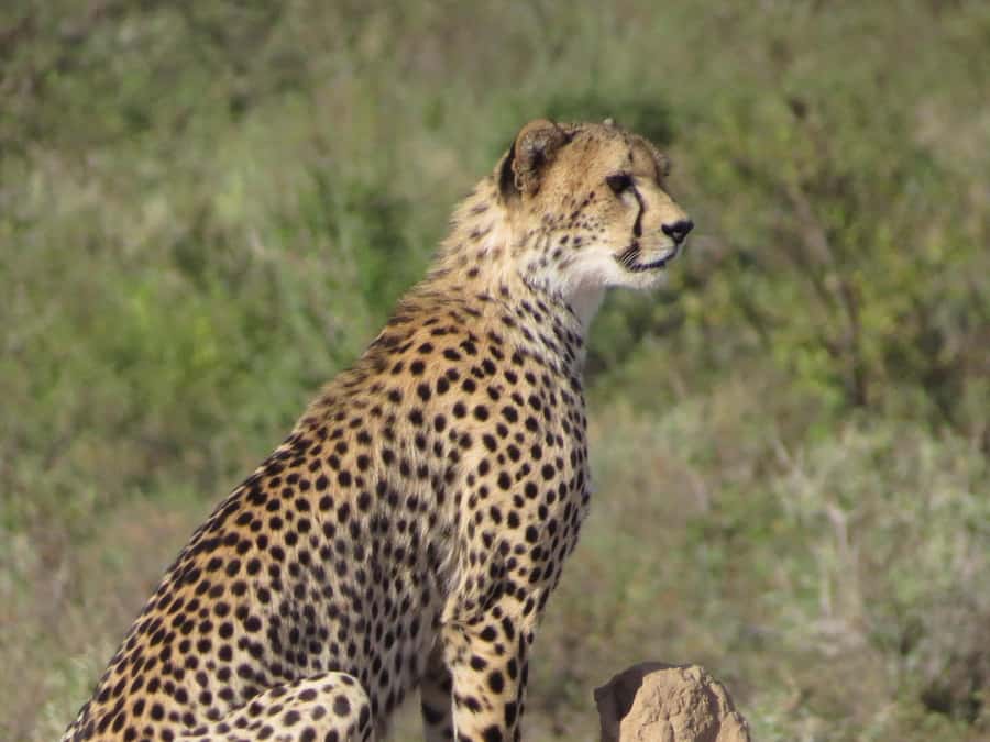 Nairobi national park: Sunrise and Sunset Tours - Should you book Nairobi National Park Sunrise and Sunset Tours?