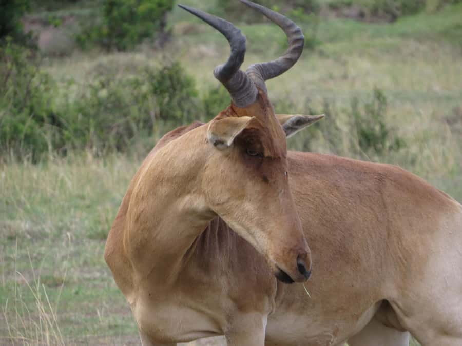 Nairobi national park: Sunrise and Sunset Tours - Four hours in an open-roof safari vehicle