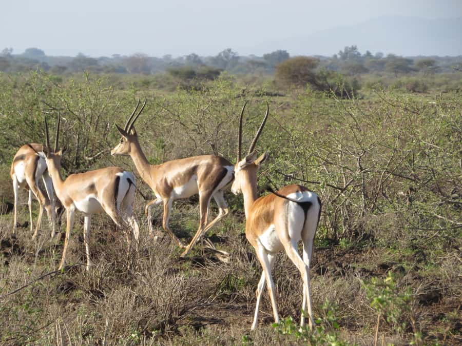 Nairobi national park: Sunrise and Sunset Tours - The coffee stop and souvenir shopping