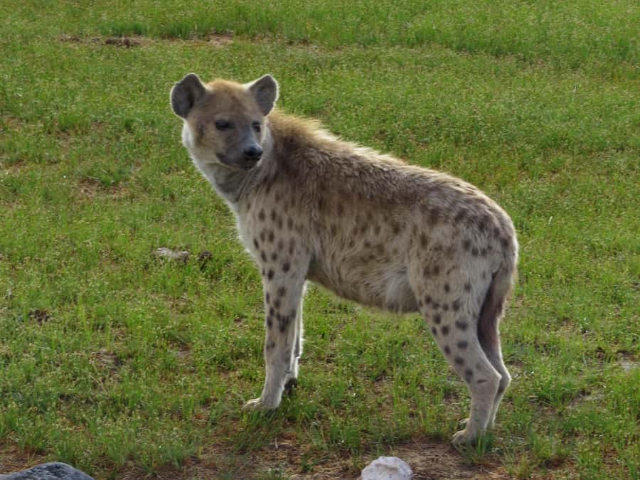 Nairobi national park: Sunrise and Sunset Tours - Booking flexibility and guide language