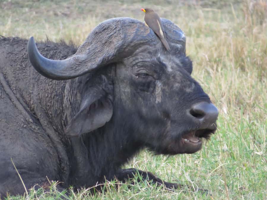 Nairobi national park: Sunrise and Sunset Tours - What you might see among the park’s wildlife
