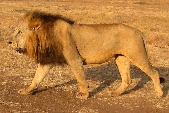 Nairobi National Park Tour - A genuine safari beside Nairobi