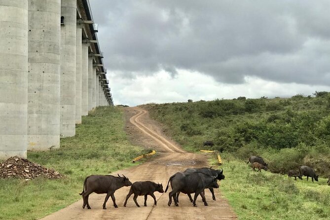 Nairobi National Park Tour - What you may see inside the park