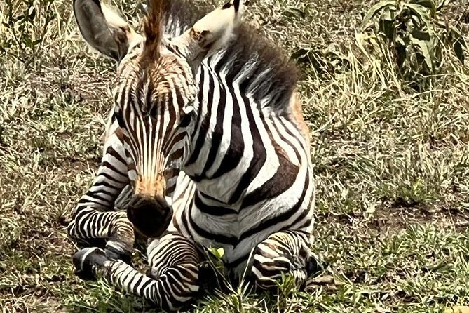 Nairobi National Park Tour From 0600hrs - 1130hrs or From 1300hrs - 1800hrs - Choosing 0600 or 1300