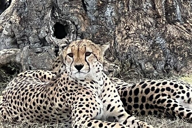 Nairobi National Park Tour From 0600hrs - 1130hrs or From 1300hrs - 1800hrs - Inside the park: rhino, lion, and giraffe